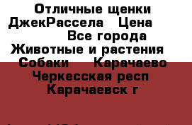 Отличные щенки ДжекРассела › Цена ­ 50 000 - Все города Животные и растения » Собаки   . Карачаево-Черкесская респ.,Карачаевск г.